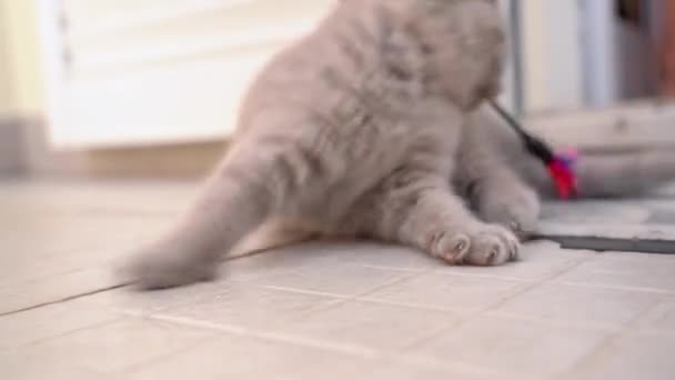 Britse lop-eared kitten wordt gespeeld met een speeltje. Langzame beweging. — Stockvideo