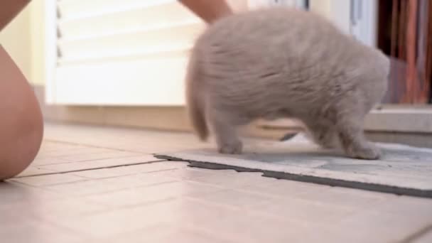 Britse lop-eared kitten wordt gespeeld met een speeltje. Langzame beweging. — Stockvideo
