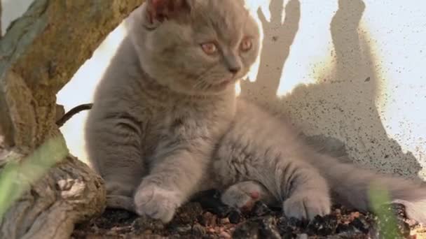 在树枝上有迷人的小英国软毛小猫咪. — 图库视频影像