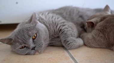 İngiliz İskoç kedi yavrusu, annesinin yattığı yerden emiyor ve besleniyor. Yakın plan..