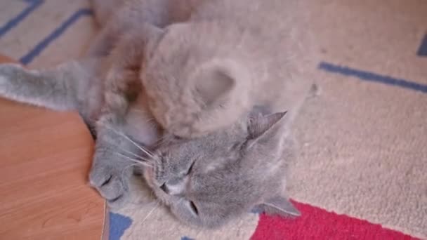 Moeder kat met kitten britse stenografisch cats spelen en knuffelen elkaar op een tapijt. — Stockvideo