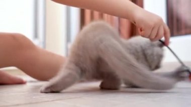 Yerde oturan bir çocuk, İngiliz cinsinden küçük bir kedi yavrusuyla oynar. Yavaş çekim.