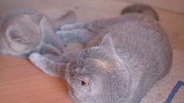 İngiliz sarkık kulaklı bir kedi yavrusu anne kediyle oynanıyor, onu rahat bırakmıyor..
