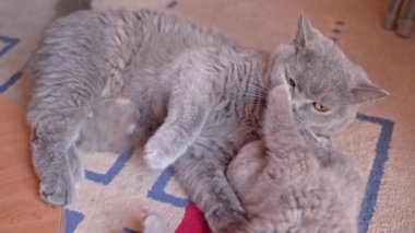 İngiliz sarkık kulaklı bir kedi yavrusu anne kediyle oynanıyor, onu rahat bırakmıyor..