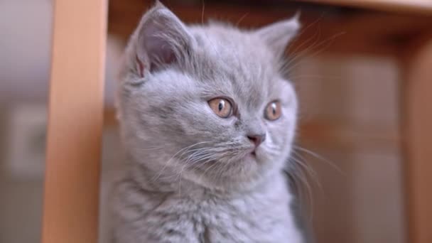 Funny British kitten, oar-eared, posing for the camera. Close-up. — Stock Video