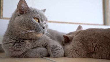 İngiliz İskoç kedi yavrusu, annesinin yattığı yerden emiyor ve besleniyor. Yakın plan..