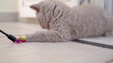 İngiliz pörtlek kulaklı kedi yavrusu, tapenin üzerinde yatarken bir oyuncakla oynuyor. Yavaş çekim.