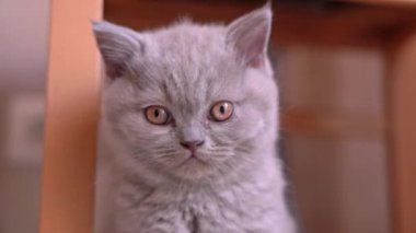 İngiliz kedi yavrusu, kül rengi, kameraya poz, yakın çekim..