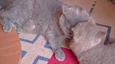 Annemle birlikte bir kedi yavrusu, ingiliz sarkık kulaklı bir cins, yerde oynanıyor. Yakın plan..