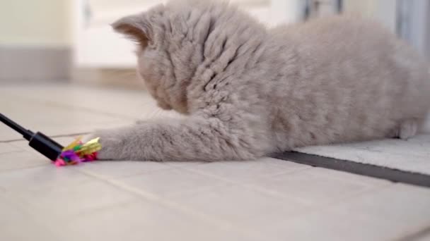 Βρετανοί lop-eared γατάκι παίζει με ένα παιχνίδι, ενώ βρίσκεται σε ένα τάπετ. Αργή κίνηση. — Αρχείο Βίντεο