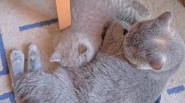 Annemle kedi yavrusu, ingiliz, yerde dinleniyor ve uyuyor. Yakın plan..