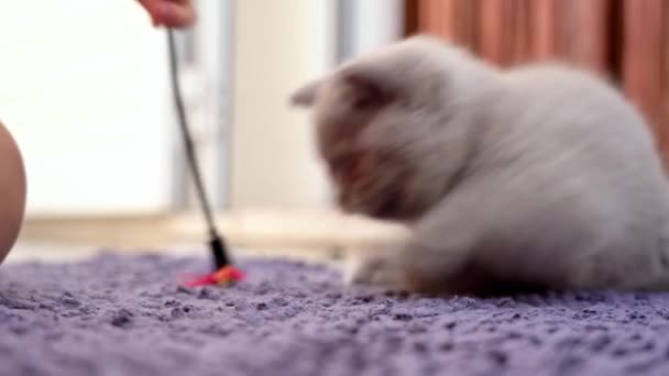 Een Brits ras kitten wordt gespeeld met een kind met een speeltje op het tapijt. Langzame beweging. — Stockvideo