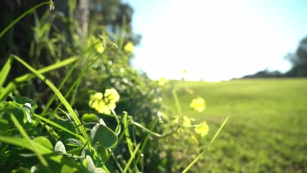 Пустое зеленое травянистое поле с мелкими желтыми цветами в солнечный день. Рядом с деревом — стоковое видео