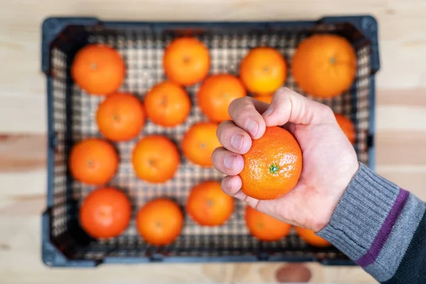 Mão segurando uma tangerina em foco e uma cesta, fora de foco, embaixo com mais algumas mandarinas. — Fotografia de Stock