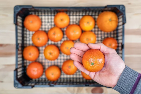 Hand hålla en mandarin i fokus och en korg, ur fokus, under med några fler mandariner i det. — Stockfoto