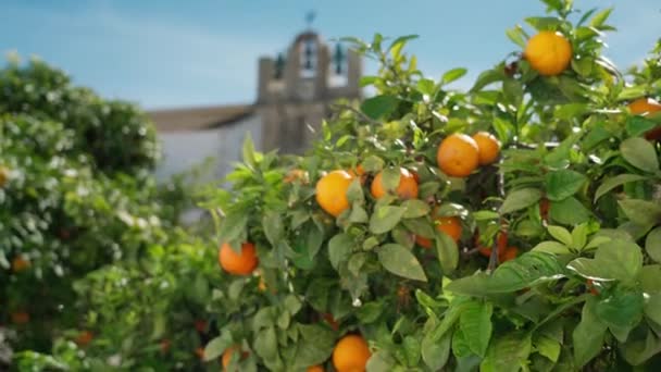 Vue de l'église et du clocher, Santa Maria in Portuguese Faro, vieille ville, à travers les orangers mûrs. — Video