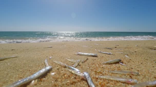 Lanzamiento fijo de olas golpeando una playa de arena con algunos pequeños peces muertos desafortunados que contrastan con un buen día soleado. Retratando un signo de contaminación. — Vídeos de Stock