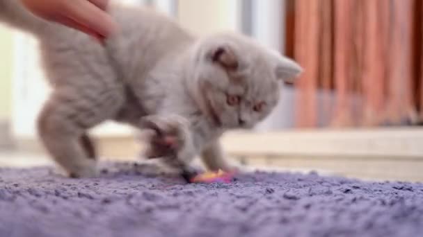 Funny británico lop-eared gatito se juega con un niño con un juguete en la alfombra. Movimiento lento. — Vídeos de Stock