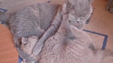 İngiliz sarkık kulaklı bir kedi yavrusu anne kediyle oynanıyor, onu rahat bırakmıyor..