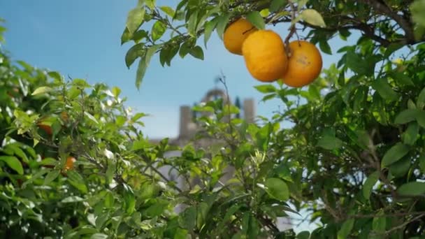 Pemandangan gereja dan menara lonceng, Santa Maria di Faro Portugis, kota tua, melalui pohon jeruk matang. — Stok Video