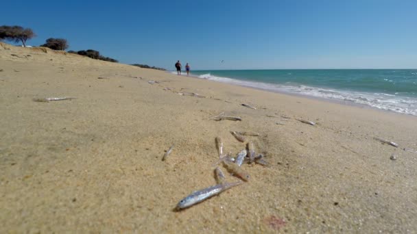 Tiro fixo de ondas atingindo uma praia de areia com alguns pequenos peixes mortos infelizes contrastando um bom dia ensolarado. Retratando um sinal de poluição. — Vídeo de Stock
