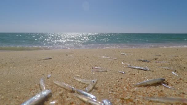 Colpo fisso di onde che colpiscono una spiaggia sabbiosa con qualche sfortunato pesciolino morto in contrasto con una bella giornata di sole. Ritrarre un segno di inquinamento. — Video Stock