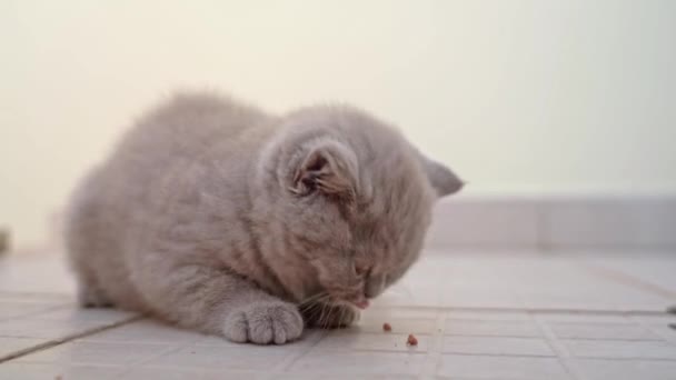 Маленький британский котенок ест вкусную, здоровую пищу для кошек во дворе. — стоковое видео