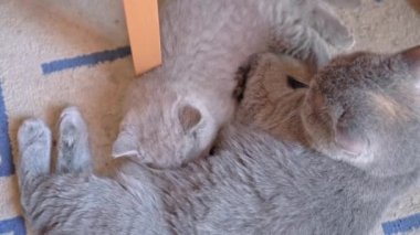 Anne göğsüne yapışan İngiliz sarkık kulaklı bir kedi yavrusu huzur içinde uyuyor. Yakın plan..