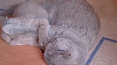 İngiliz sarkık kulaklı bir kedi yavrusu anne kediyle oynanıyor..