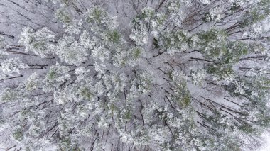 Kışın karla kaplı çam ormanının havadan görünüşü. Kış ormanı dokusu. Bir kış manzarasının hava aracı görüntüsü.