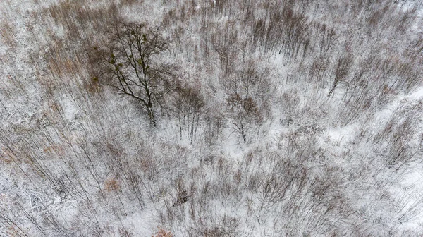 Aerial view of a winter snow-covered pine forest. Winter forest texture. Aerial drone view of a winter landscape.