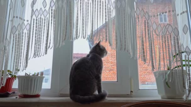 若いヨーロッパの猫が家の窓辺に座って、吹雪や雪の結晶を見ています。クリスマス前だ。スローモーション. — ストック動画