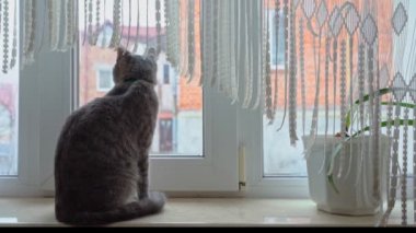 Genç bir Avrupalı kedi, evin pencere eşiğinde oturur ve kar fırtınasını ve kar tanelerini seyreder. Noel öncesi. Yavaş çekim.