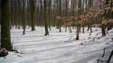 Romantik kış, orman manzarası, dallar ve sarı yapraklar, ağaçların arka planına ve mavi gökyüzüne karşı. Yumuşak hareketlerle. Botanik grafiği.