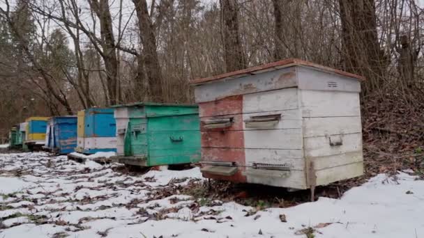 Biodlare bikupor, för biodling och honungsutvinning. Placeras i skogen på vintern. Snö på marken. — Stockvideo