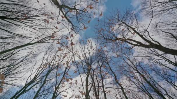 Filmowanie od dołu do góry, wierzchołki drzew i tło nieba. W płynnym ruchu suwaka. — Wideo stockowe