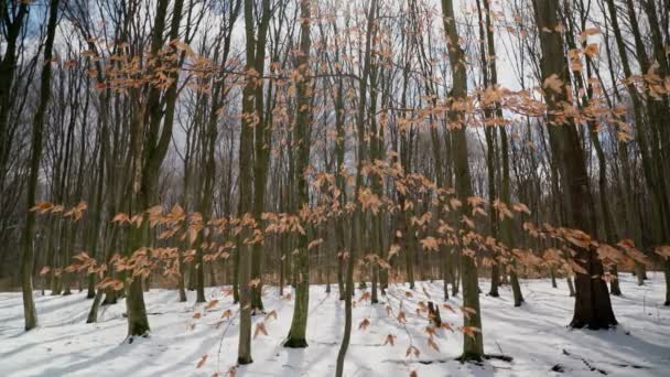 Inverno romantico, vista sulla foresta, rami e foglie gialle, sullo sfondo di alberi e un cielo blu. Con movimento regolare. Trama botanica. — Video Stock