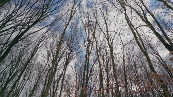 아래에서 위로, 나무 꼭대기에서 하늘을 배경으로 비디오를 찍고 있습니다. 슬라이더의 부드러운 움직임 에서. — 비디오
