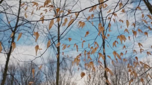 Romantisches natürliches Aussehen, Äste und gelbe Blätter, vor dem Hintergrund des Waldes und des blauen Himmels. In geschmeidiger Bewegung. Botanische Parzelle. — Stockvideo