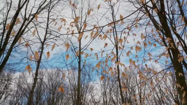 Romantisches natürliches Aussehen, Äste und gelbe Blätter, vor dem Hintergrund des Waldes und des blauen Himmels. In geschmeidiger Bewegung. Botanische Parzelle. — Stockvideo