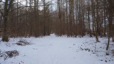 Düşük bir planla karla kaplı bir ormanda insansız hava aracıyla ateş etmek. Kayın Ormanı.