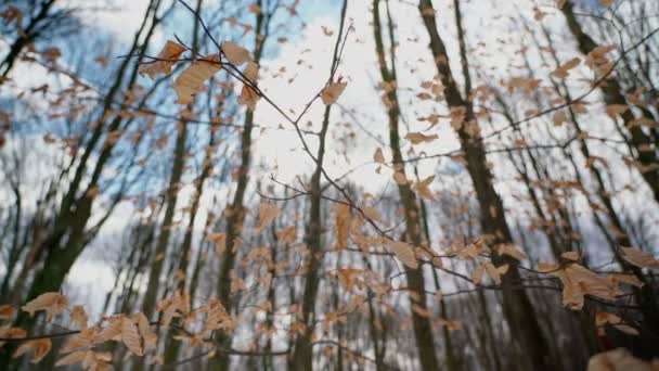 Romantikus természeti megjelenés, ágak és sárga levelek, az erdő és a kék ég hátterében. Sima mozdulattal. Botanikai telek. — Stock videók