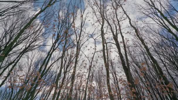 아래에서 위로, 나무 꼭대기에서 하늘을 배경으로 비디오를 찍고 있습니다. 슬라이더의 부드러운 움직임 에서. — 비디오
