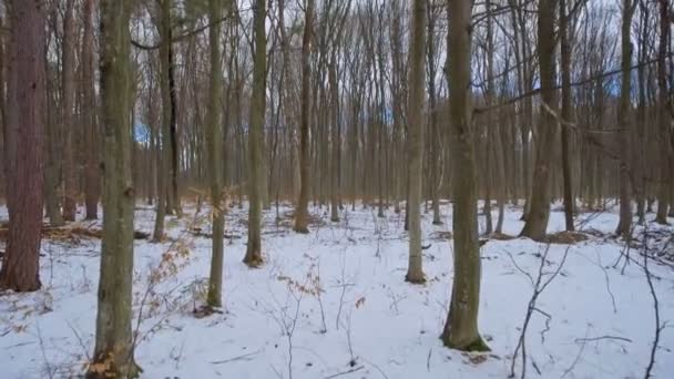 Strzelanie dronem do przodu przez las pokryty śniegiem w niskim planie. Żółte liście na drzewach. — Wideo stockowe