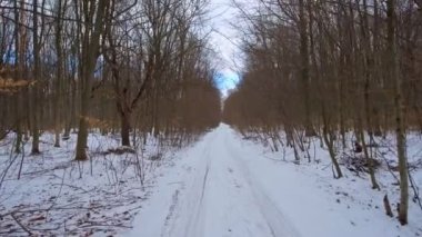 Shooting with a drone forward through a snow-covered forest in a low plan.