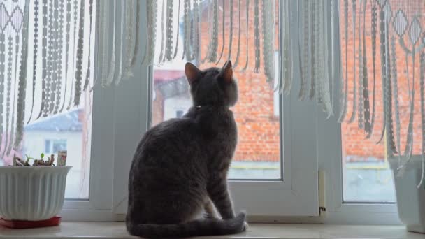 Un joven gato europeo, se sienta en el alféizar de la ventana de la casa, y observa la ventisca y los copos de nieve. Antes de Navidad. Movimiento lento. — Vídeo de stock