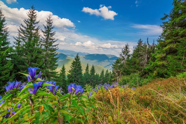 Maravillosa vista del paisaje con las montañas Cárpatos. Flores de color azul en primer plano. — Foto de Stock