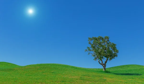 Pięknym tle łąk, słońce. niebo i drzewa. Do tapety. — Zdjęcie stockowe