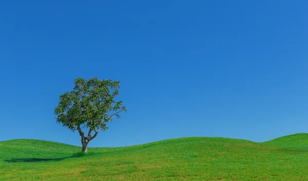 Hermoso fondo de praderas y árbol del cielo. Para fondo de pantalla. — Foto de Stock