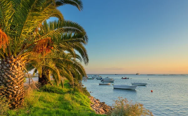 Vissersboten op de zee, palmbomen op het strand. Portugese traditionele zeegezicht. — Stockfoto